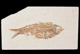Bargain, Fossil Fish (Knightia) - Wyoming #89137-1